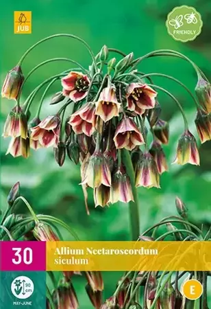 X 30 Allium (nectaroscordum) siculum - afbeelding 1