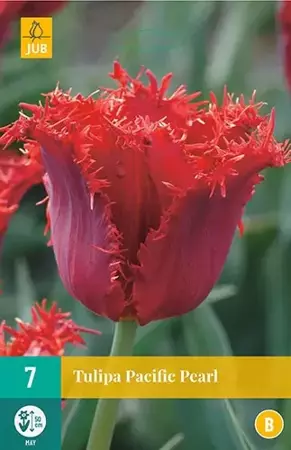 X 7 Tulipa Pacific Pearl - afbeelding 1