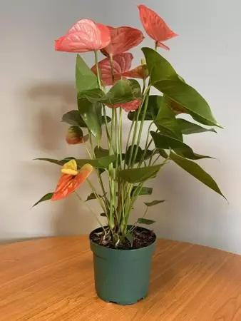 Kamerplant Anthurium Pink "Flamingo plant" - afbeelding 2