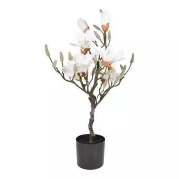 Magnolia boom h60cm