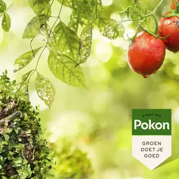Pokon Bio Plantkuur Bladinsectgevoelige planten spray 750ml - afbeelding 4