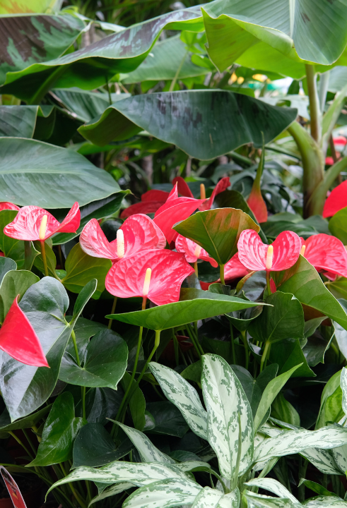 Jouw woning verdient een kamerplant, zoals de Calathea, Streliztia nicolai of cactus!