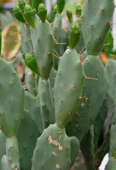 Jouw woning verdient een kamerplant, zoals de Calathea, Monstera, orchidee, Streliztia nicolai of cactus!