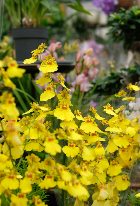Jouw woning verdient een kamerplant, zoals de Calathea, orchidee, Streliztia nicolai of cactus!