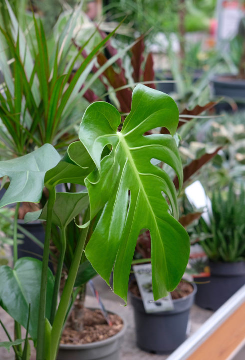 Jouw woning verdient een kamerplant, zoals de Calathea, Monstera, orchidee, Streliztia nicolai of cactus!
