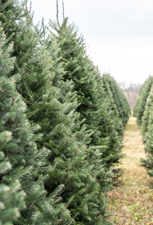 Kerstboom kopen op TopTuincentrum.nl!