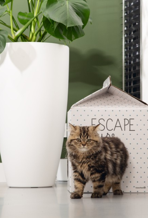 Jouw kitten, kater of poes verdient het leukste kattenspeelgoed: shop op TopTuincentrum.nl!