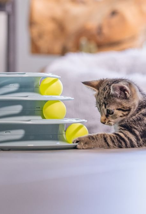 Jouw kat verdient de leukste kattenspeeltjes!