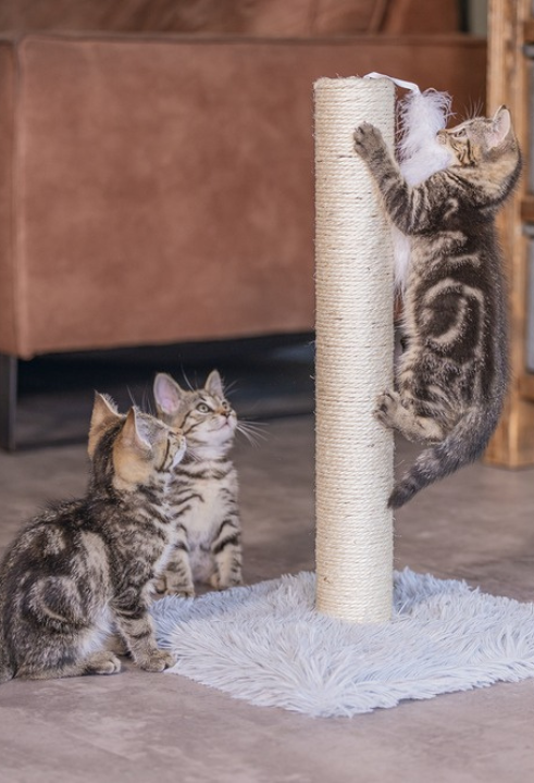 Shop op TopTuincentrum.nl de leukste speeltjes voor katten van Beeztees!