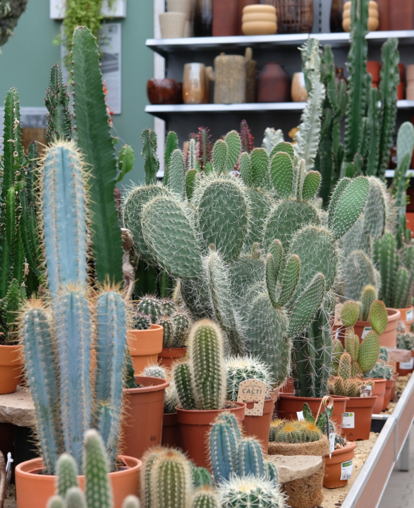 Cactus of vetplant kopen? Je doet het bij TopTuincentrum.nl!