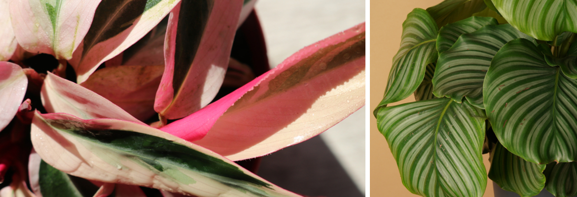 Een Calathea kamerplant bestel je op Toptuincentrum.nl!