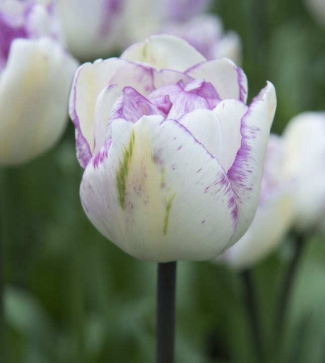 Tulpenbollen koop je op Toptuincentrum.nl!