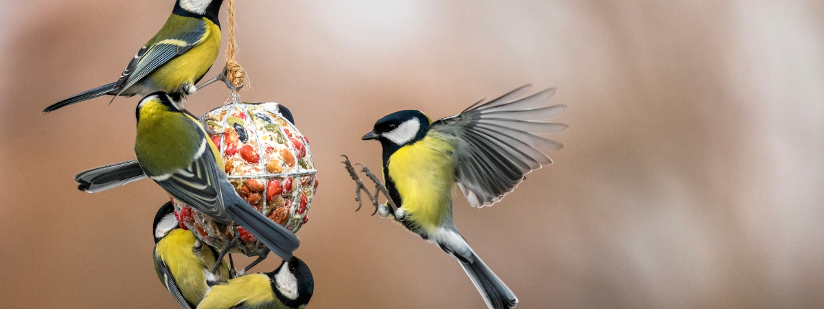 Zo houd je tuinvogels te vriend | TopTuincentrum.nl Zo houd je tuinvogels te vriend | TopTuincentrum.nl