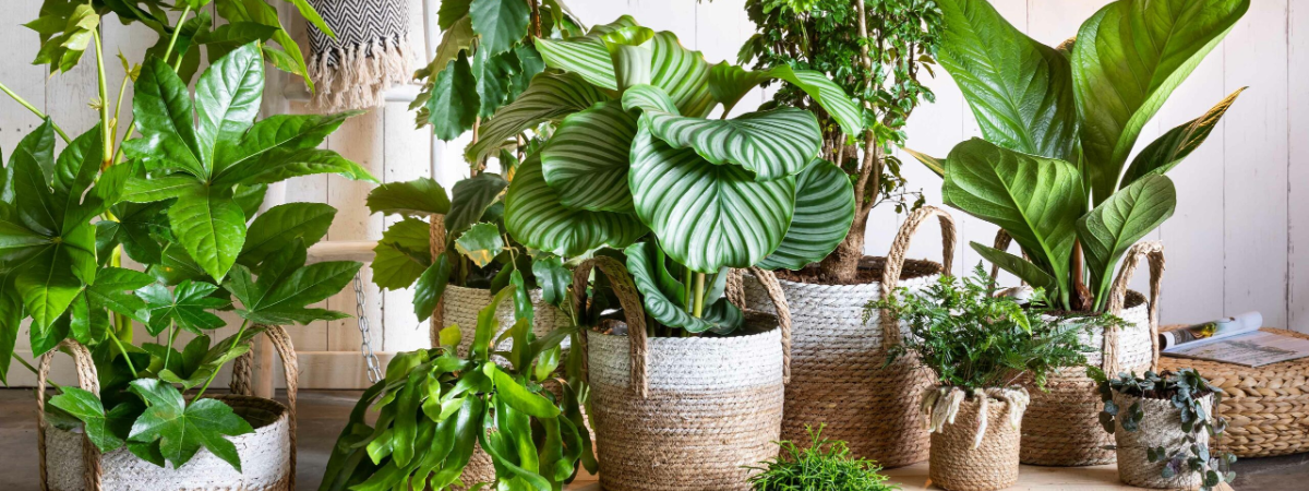 Dé kamerplanten trends voor 2026!