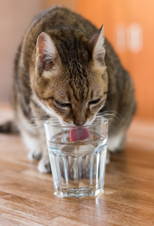 Jouw kitten, kater of poes verdient de beste kattenbrokken: shop op TopTuincentrum.nl!