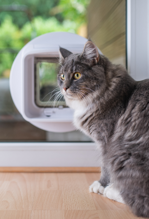 Jouw poes verdient de producten van TopTuincentrum.nl!