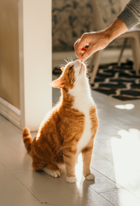 Jouw kitten, kater of poes verdient de beste snacks van TopTuincentrum.nl!