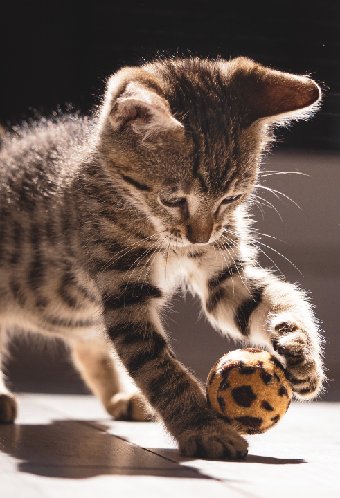 Jouw poes verdient de lekkerste Vitakraft kattensnacks!