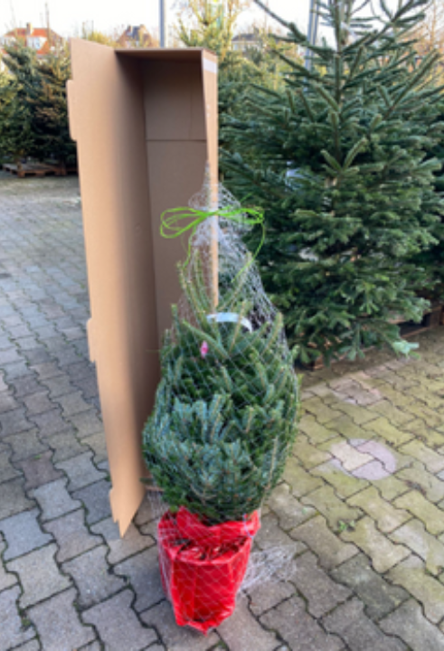 Een echte kerstboom bestel je gemakkelijk op Toptuincentrum.nl!