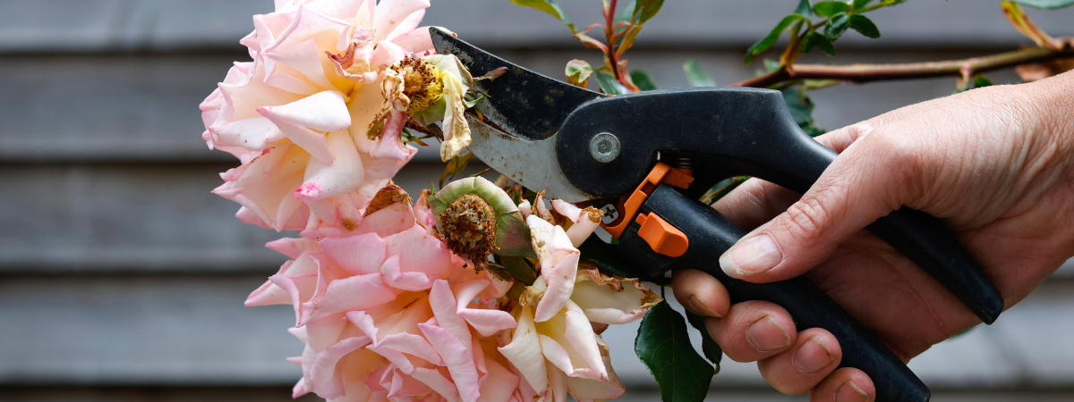 Help, mijn tuin heeft de vakantie niet overleefd! TopTuincentrum.nl Help, mijn tuin heeft de vakantie niet overleefd! TopTuincentrum.nl