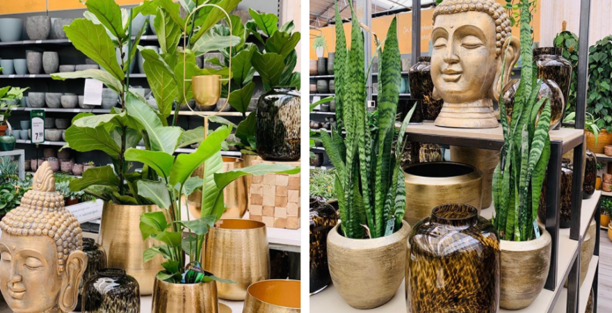 De mooiste planten vind je bij Toptuincentrum.nl | Bezoek de webshop! | Toptuincentrum.nl