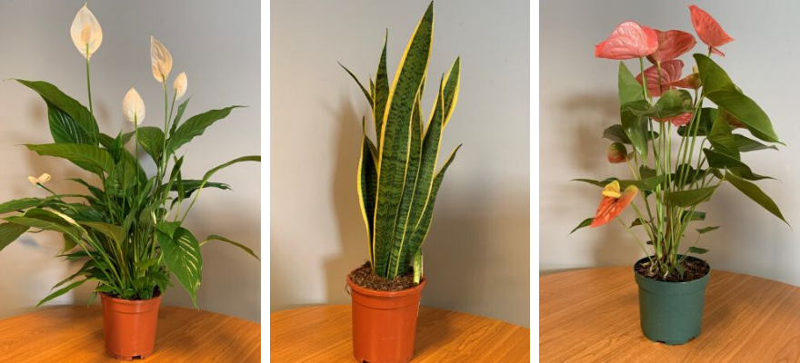Kamerplanten vind je bij Toptuincentrum.nl | Gemakkelijk en veilig online bestellen