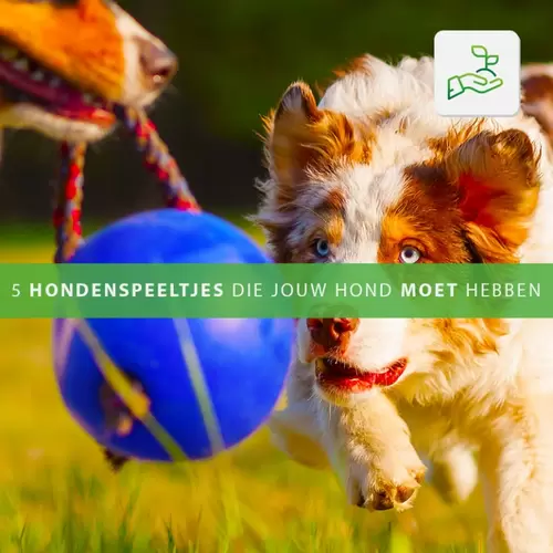 5 Hondenspeeltjes die jouw hond moet hebben!