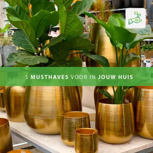 5 musthaves voor in jouw huis