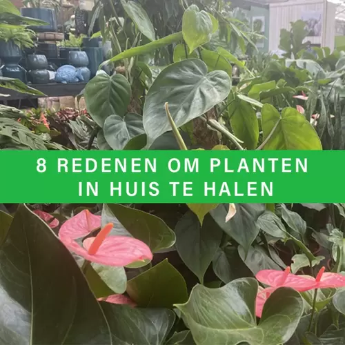 8 redenen om planten in huis te halen