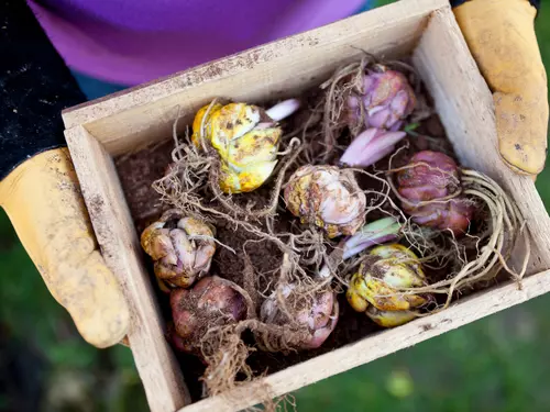 Bloembollen planten in het najaar