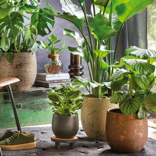 Dé kamerplanten trends voor 2026!