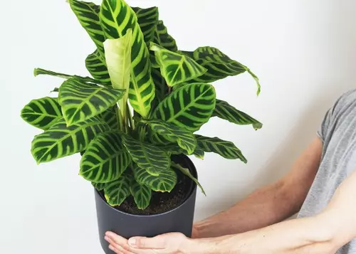 Fan van de Calathea!