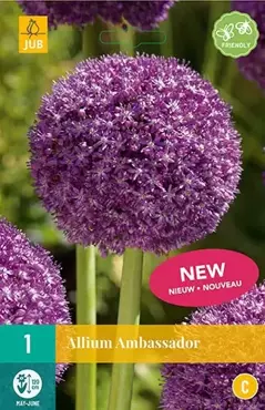 X 1 Allium Ambassador - afbeelding 2