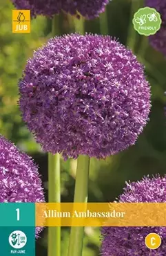 X 1 Allium Ambassador - afbeelding 2