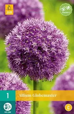 X 1 Allium Globemaster - afbeelding 2