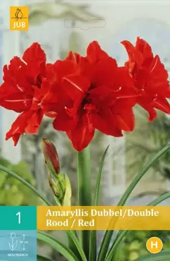 1 Amaryllis dubbel rood 1st