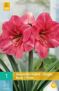 1 Amaryllis enkel roze 1st