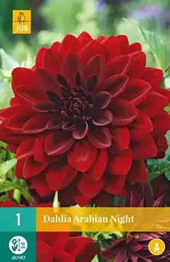 1 Dahlia Arabian Night - afbeelding 2