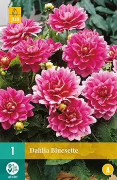 1 Dahlia Bluesette - afbeelding 2