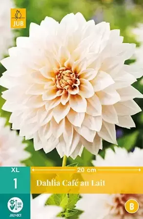 1 Dahlia Cafe Au Lait - afbeelding 2