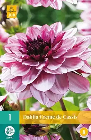 1 Dahlia Creme De Cassis - afbeelding 2