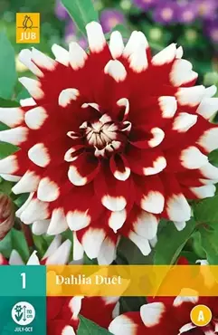 1 Dahlia Duet - afbeelding 2