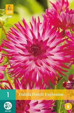 1 Dahlia Dutch Explosion - afbeelding 2