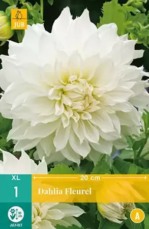 1 Dahlia Fleurel - afbeelding 2