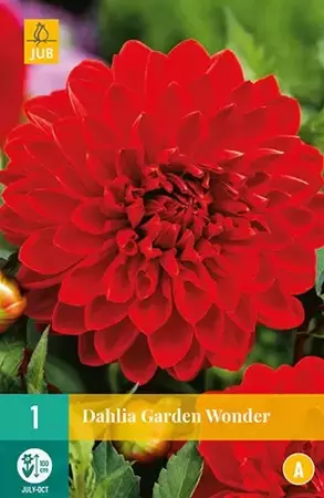 1 Dahlia Garden Wonder - afbeelding 2