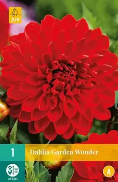 1 Dahlia Garden Wonder - afbeelding 2