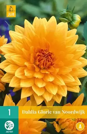 1 Dahlia Glorie Van Noordwijk - afbeelding 2