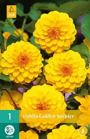 1 Dahlia Golden Scepter - afbeelding 2