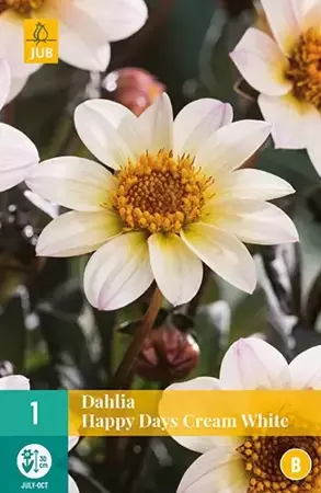 1 Dahlia Happy Days Cream White - afbeelding 2
