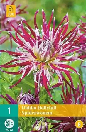 1 Dahlia Hollyhill Spiderwoman